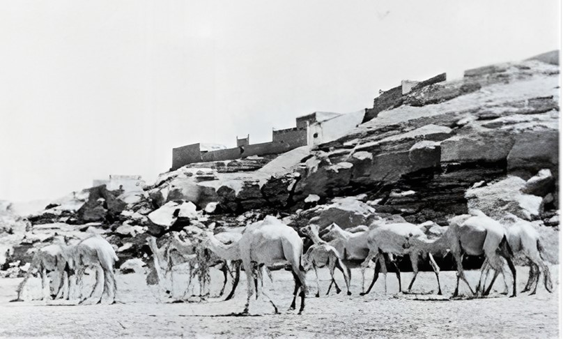 Photograph of Old Abu Hor in 1962 showing camels in front of the village.