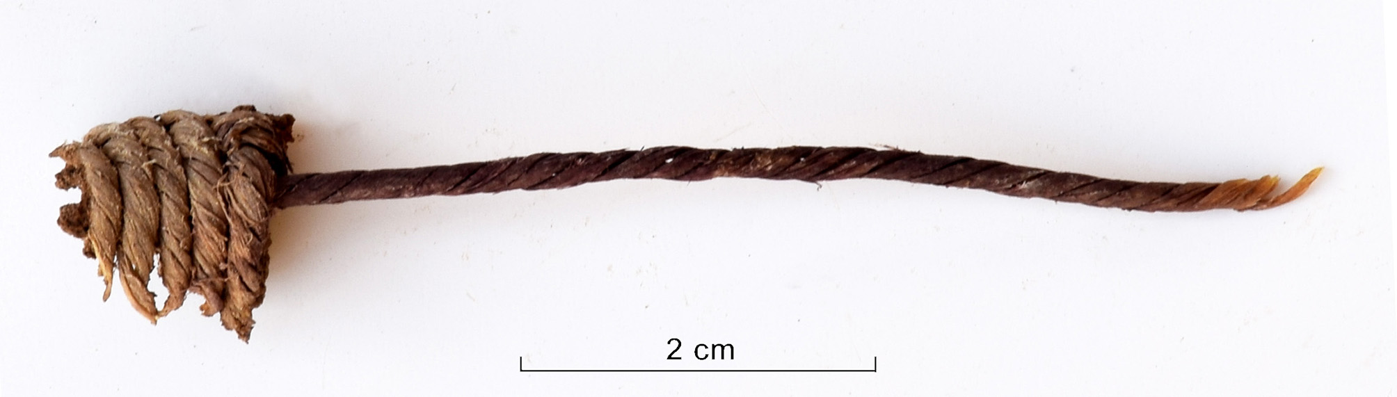 Bowstring made of sheep&rsquo;s or goat&rsquo;s sinew with a fixation system at one end.
